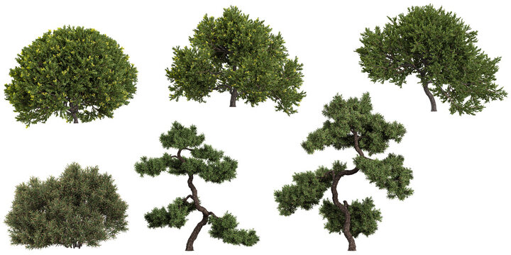 Set of Juniperus plants on transparent background
