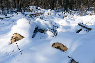 Cut tree logs and branches covered with soft snow on forest floor, with scattered twigs and trunks in background.