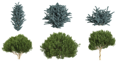 Fototapeta premium Set of picea,platycladus plants on transparent background