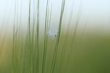 seme di pioppo in primavera