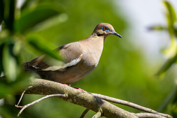 Brown dove perched on a tree branch in tropical forest