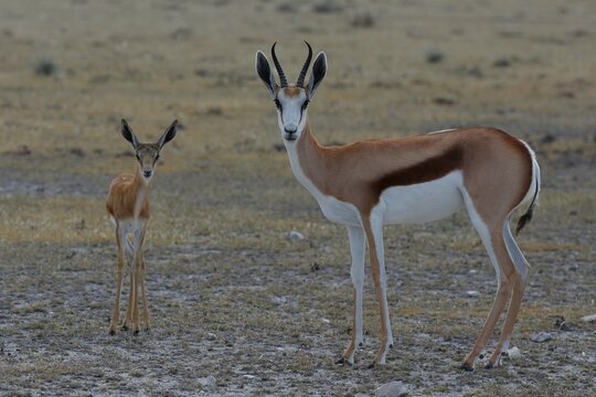 Springbock mit Kitz im Etoscha Nationalpark