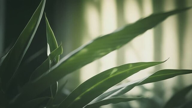 Green plant leaves growing upwards, capturing soft sunlight filtering through the canopy and creating a tranquil, natural background texture with varying shades of light and shadow