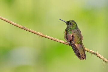 Fototapeta premium Buff-tailed coronet, Boissonneaua flavescens, Ecuado