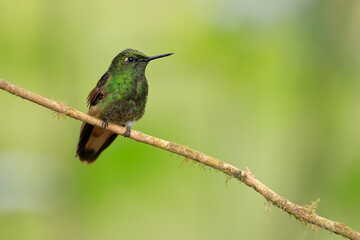 Fototapeta premium Buff-tailed coronet, Boissonneaua flavescens, Ecuado