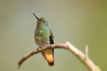 Fototapeta premium Buff-tailed coronet, Boissonneaua flavescens, Ecuado