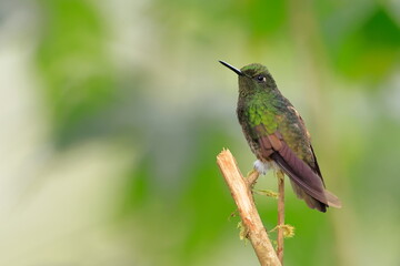 Fototapeta premium Buff-tailed coronet, Boissonneaua flavescens, Ecuado
