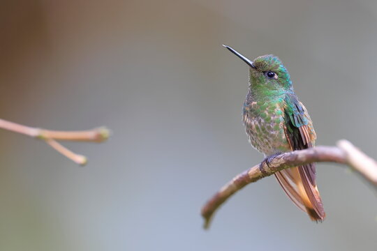Buff-tailed coronet, Boissonneaua flavescens, Ecuado