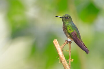 Fototapeta premium Buff-tailed coronet, Boissonneaua flavescens, Ecuado