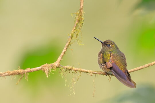Buff-tailed coronet, Boissonneaua flavescens, Ecuado