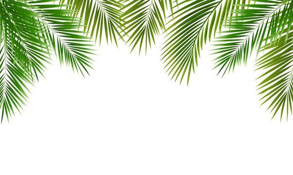 Eco Frame With Green Palm Tree Leaves