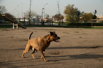 Brown dog running in outdoor agility park training