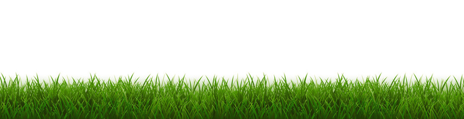 Fototapeta premium Grass Border And White Background