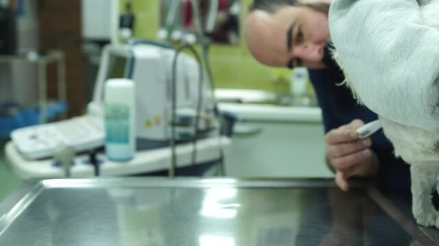 A vet measuring dog's temperature in an animal hospital