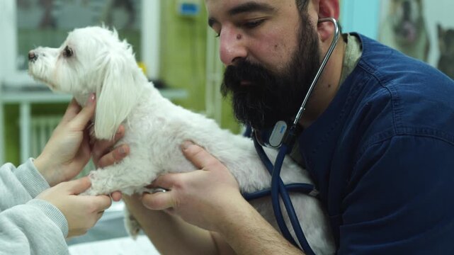 Veterinarian examing dog with a stethoscope