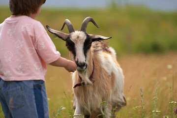 A child with a domestic goat in a picturesque meadow on the outskirts of a village. Summer grazing.