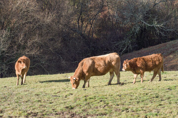 Fototapeta premium Cows grazing in the Cantabrian meadows