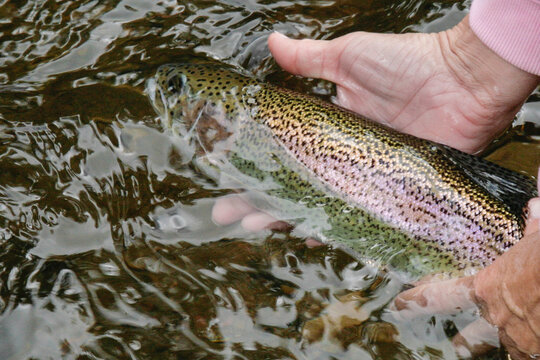 New Mexico, USA.  Fly fishing is a most popular sport, woman holds a trout she just caught. 