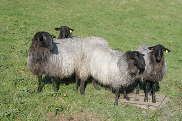 Obraz premium Close-up of a group of black Carranzana sheep.