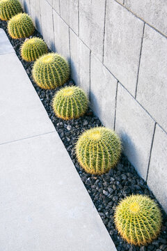 Palm Springs, California, USA.  Row of barrel cacti 
