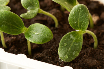 Container with cucumber seedlings. Water droplets on the cotyledon leaves of the plants. Determining the germination rate of seed material using the test sowing method. Macro photography.