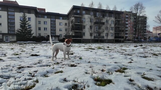Jack Russell terrier dog standing outdoors in front of an apartment building, looking to the side as if thinking, then picking up a ball and running away, filmed in 4K slow motion. Winter scene with m