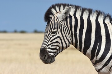 Fototapeta premium Portrait eines Steppenzebra (Equus quagga) im Etoscha Nationalpark