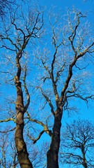 Fototapeta premium tree and sky