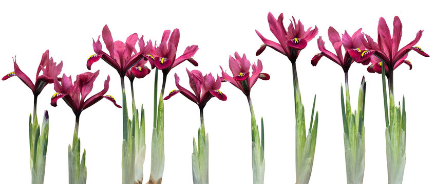 Pink Iris flowers isolated on transparent background, Iris reticulata early flowering spring bulb .png