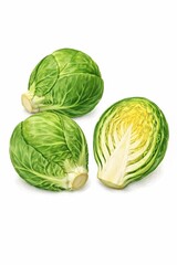 Fototapeta premium Brussels sprouts whole and halved on white, botanical watercolor illustration for kitchen poster