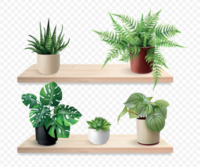 Obraz premium Realistic houseplants shelves. House plant in ceramic vase on wooden shelf indoor home office interior, flowers pot green leaves wood bookshelf wall mockup 3d vector illustration