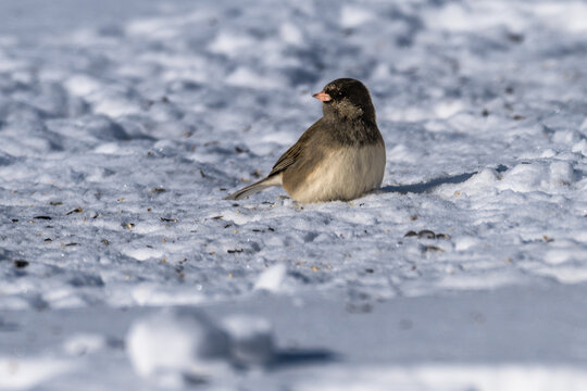 Dark-eyed junco in the snow.