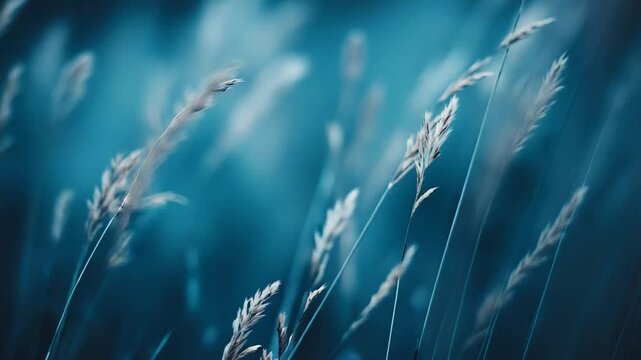 Delicate dried grass ears softly sway, creating a tranquil and ethereal natural backdrop with a serene blue and turquoise bokeh effect during dusk or evening