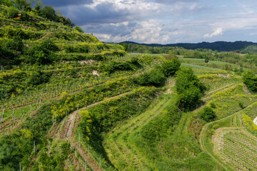 Obraz premium Weinberge bei Ihringen, Kaiserstuhl