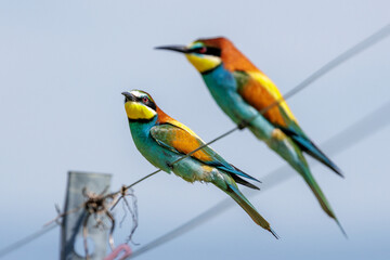 Obraz premium Bienenfresser (Merops apiaster)