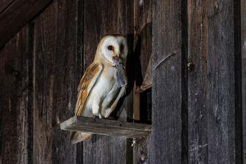 Schleiereule (Tyto alba)