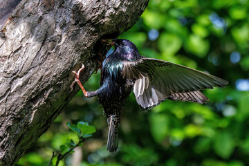 Star (Sturnus vulgaris) fliegt seine Höhle an