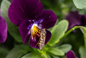 Hoverfly Episyrphus balteatus collecting nectar from pansy. © Trygve
