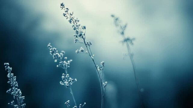 Delicate wild plants covered in crystalline hoarfrost rise against a soft, ethereal blue grey background, capturing the quiet beauty and stillness of winter's grasp