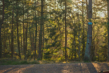 Fototapeta premium Sunlit pine forest with gravel road in evening light.
