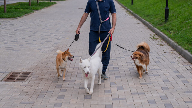 A man walks three different dogs.