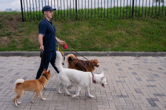 A man walks three different dogs.