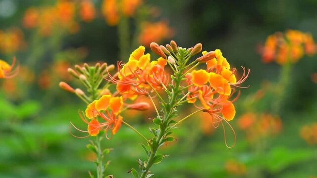 Orange Butterfly Bush Flowers in Blooming Garden.