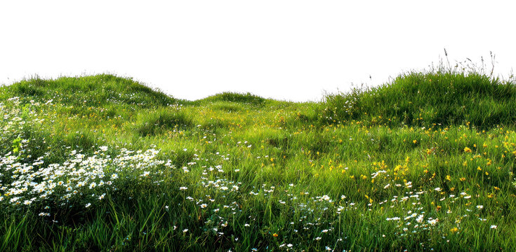 PNG Serene green meadow landscape.