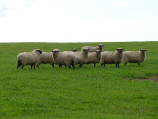 Obraz premium Sheep flock standing on green pasture in rural countryside