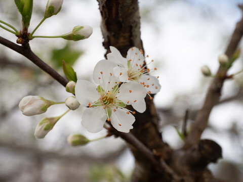 Plum tree blossoms blooming in early spring garden