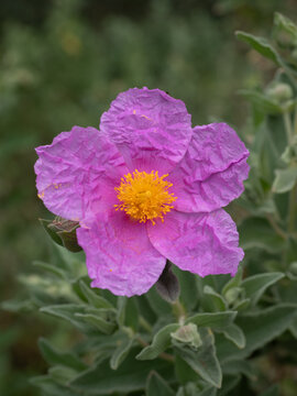 Pink rockrose cistus creticus blooming with yellow center