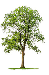 Obraz premium PNG Walnut tree illustration silhouette botanical.