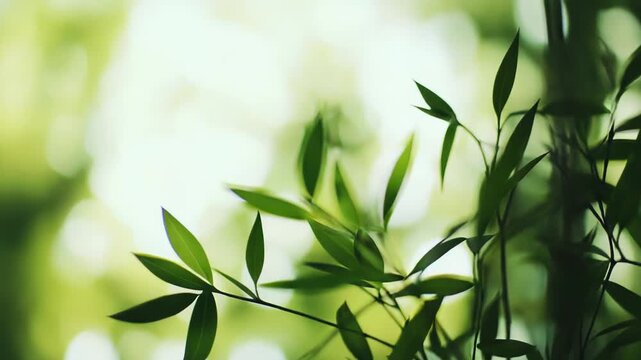 Lush green bamboo foliage and branches sway gently, catching soft sunlight against a serene, out of focus natural background, symbolizing freshness, growth, and tranquility