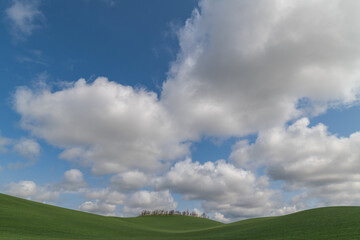 Fototapeta premium High-resolution landscape featuring lush green rolling hills and a group of trees under a bright blue sky with cumulus clouds. Ideal for backgrounds and travel themes.